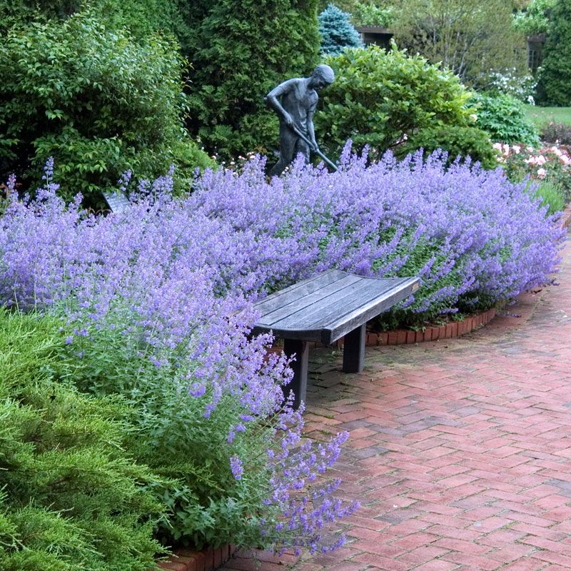 Catmint-‘Walkers-Low-1 Top 10 Flowers that Bloom All Summer