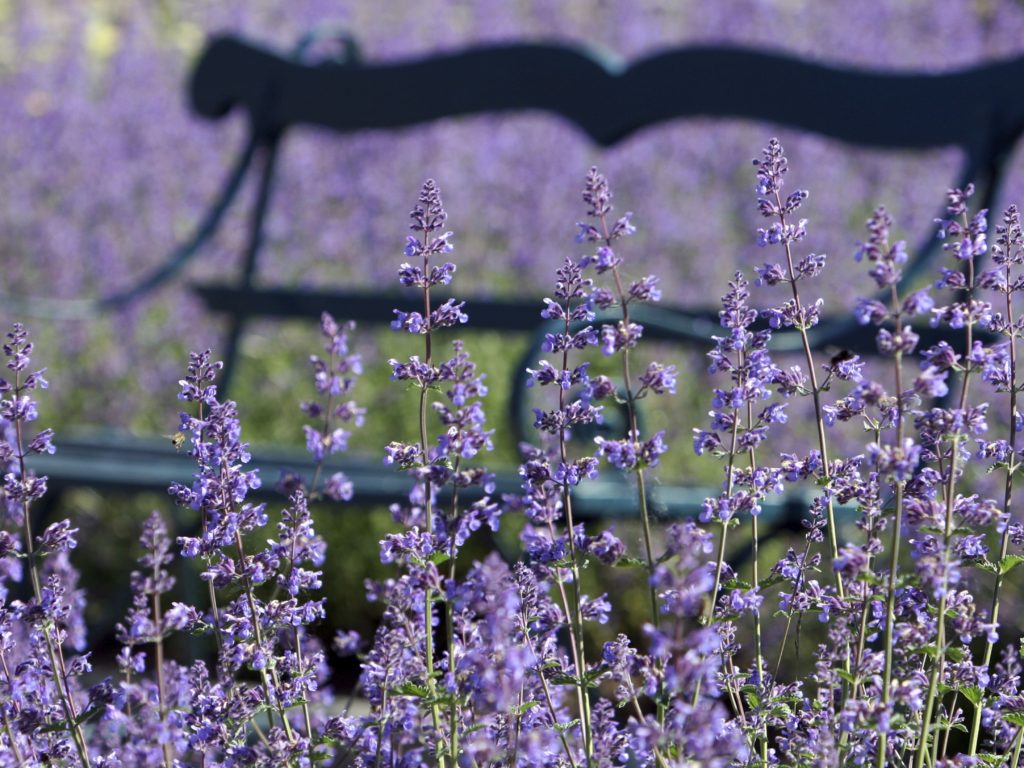 Top 10 Flowers that Bloom All Summer 2 Catmint ‘Walkers Low Top 10 Flowers that Bloom All Summer - 2