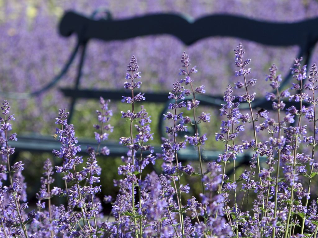 Catmint ‘Walkers Low Top 10 Flowers that Bloom All Summer - 2