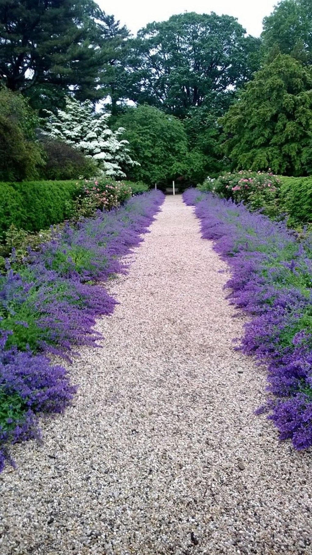 Catmint-‘Walkers-Low.-1024x1820 Top 10 Flowers that Bloom All Summer