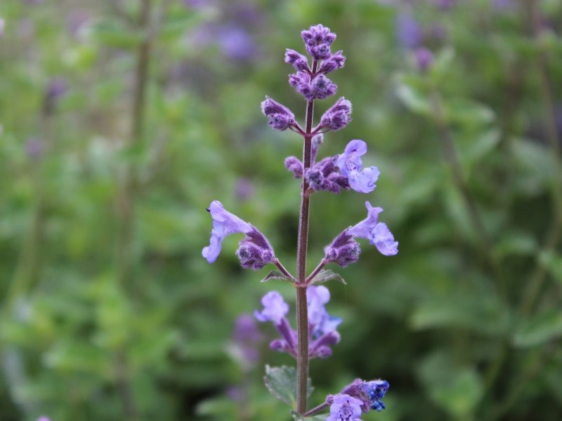 Catmint-‘Walkers-Low..-1 Top 10 Flowers that Bloom All Summer