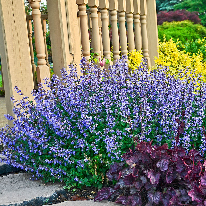 Best 30 Bright Colorful Flowers for Your Garden 77 Catmint Best 30 Bright Colorful Flowers for Your Garden - 77