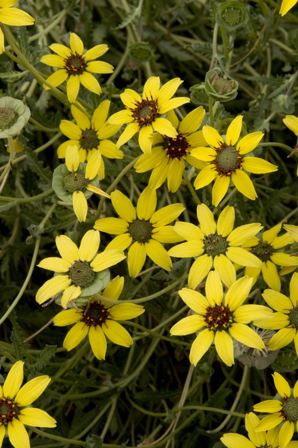 Top 10 Flowers that Bloom at Night 11 Chocolate Flower Top 10 Flowers that Bloom at Night - 11