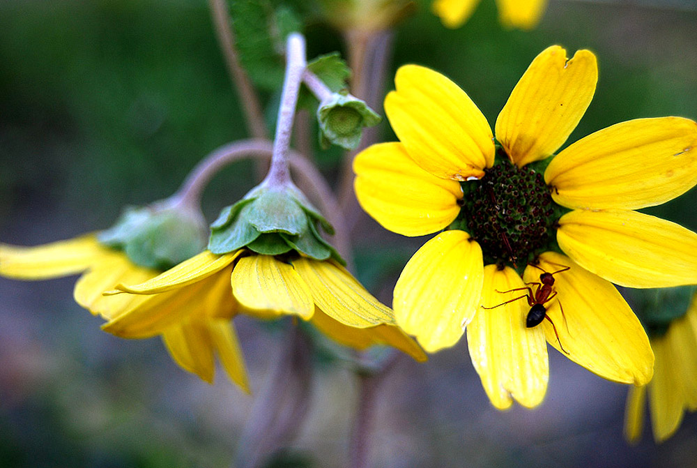 Top 10 Flowers that Bloom at Night 10 Chocolate Flower. Top 10 Flowers that Bloom at Night - 10