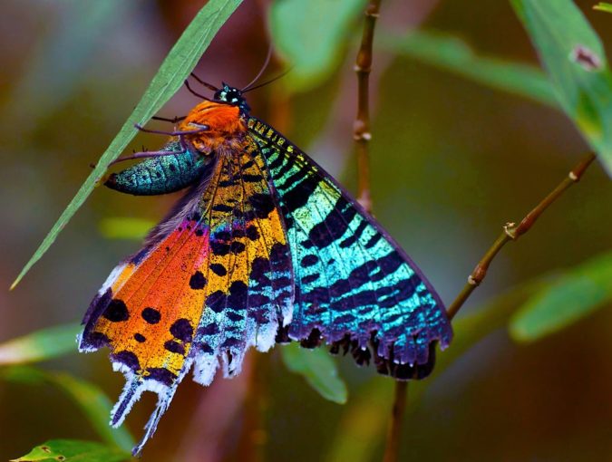 Chrysiridia Rhipheus Butterflies Species