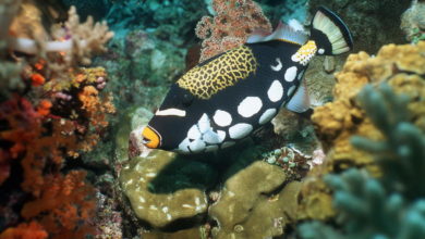 Clown triggerfish 1 Top 10 Most Beautiful Colorful Fish Types - 7