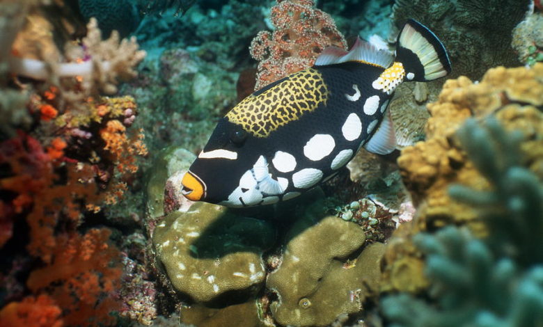 Clown triggerfish 1 Top 10 Most Beautiful Colorful Fish Types - unusual aquarium fish 1