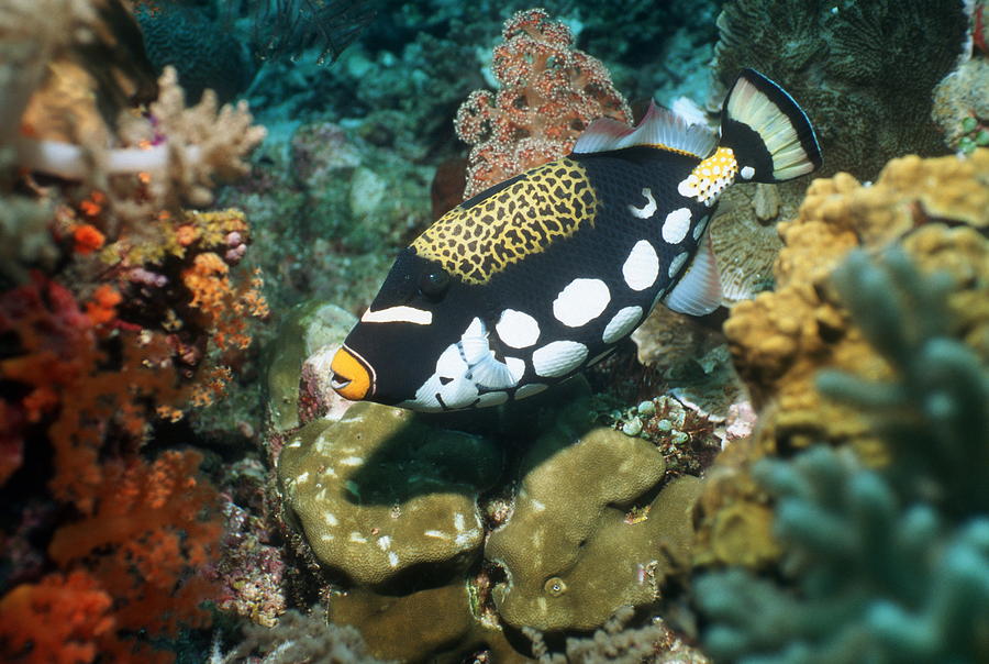Clown triggerfish 1 Top 10 Most Beautiful Colorful Fish Types - 17