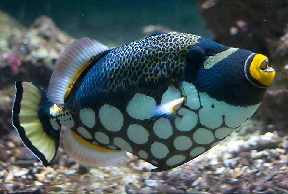 Clown-triggerfish. Top 10 Most Beautiful Colorful Fish Types