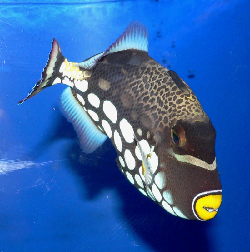 Clown-triggerfish Top 10 Most Beautiful Colorful Fish Types