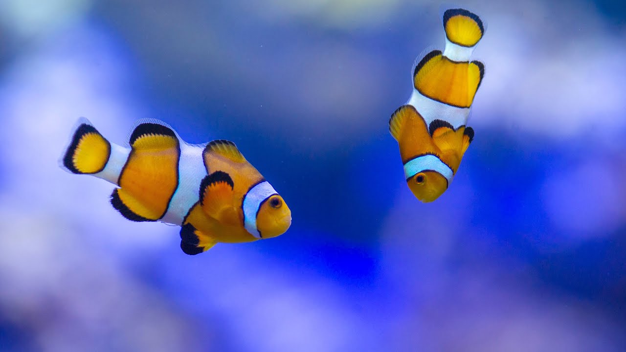 Clownfish 2 Top 10 Most Beautiful Colorful Fish Types - 27