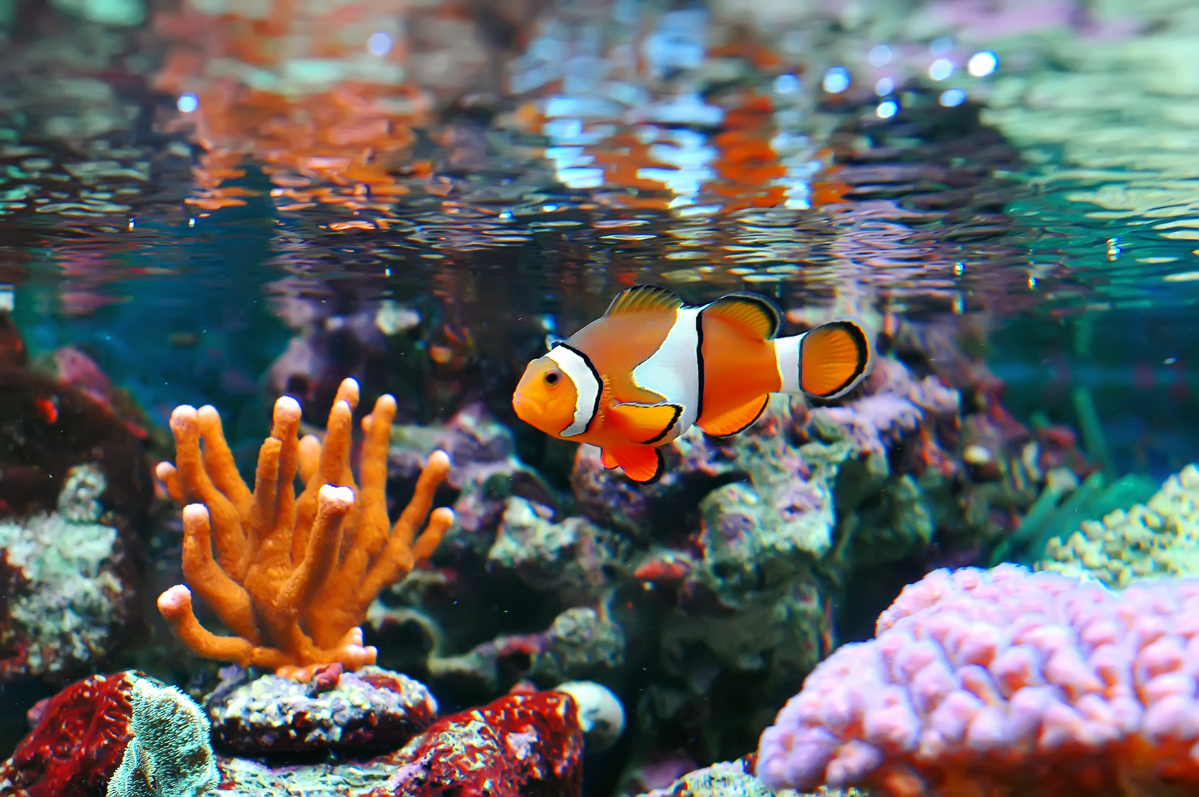 Clownfish.-1 Top 10 Most Beautiful Colorful Fish Types