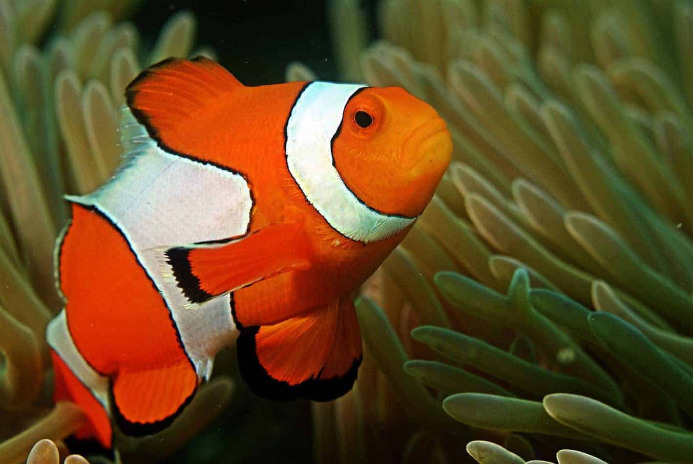 Clownfish.. Top 10 Most Beautiful Colorful Fish Types