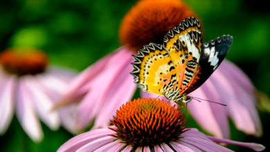 Coneflowers 1 Top 10 Flowers that Bloom All Summer - Lifestyle 8