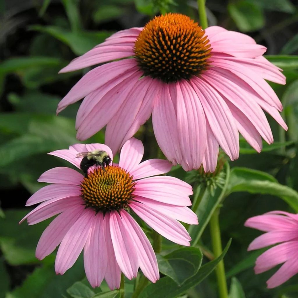 Coneflowers-1024x1024 Best 30 Bright Colorful Flowers for Your Garden