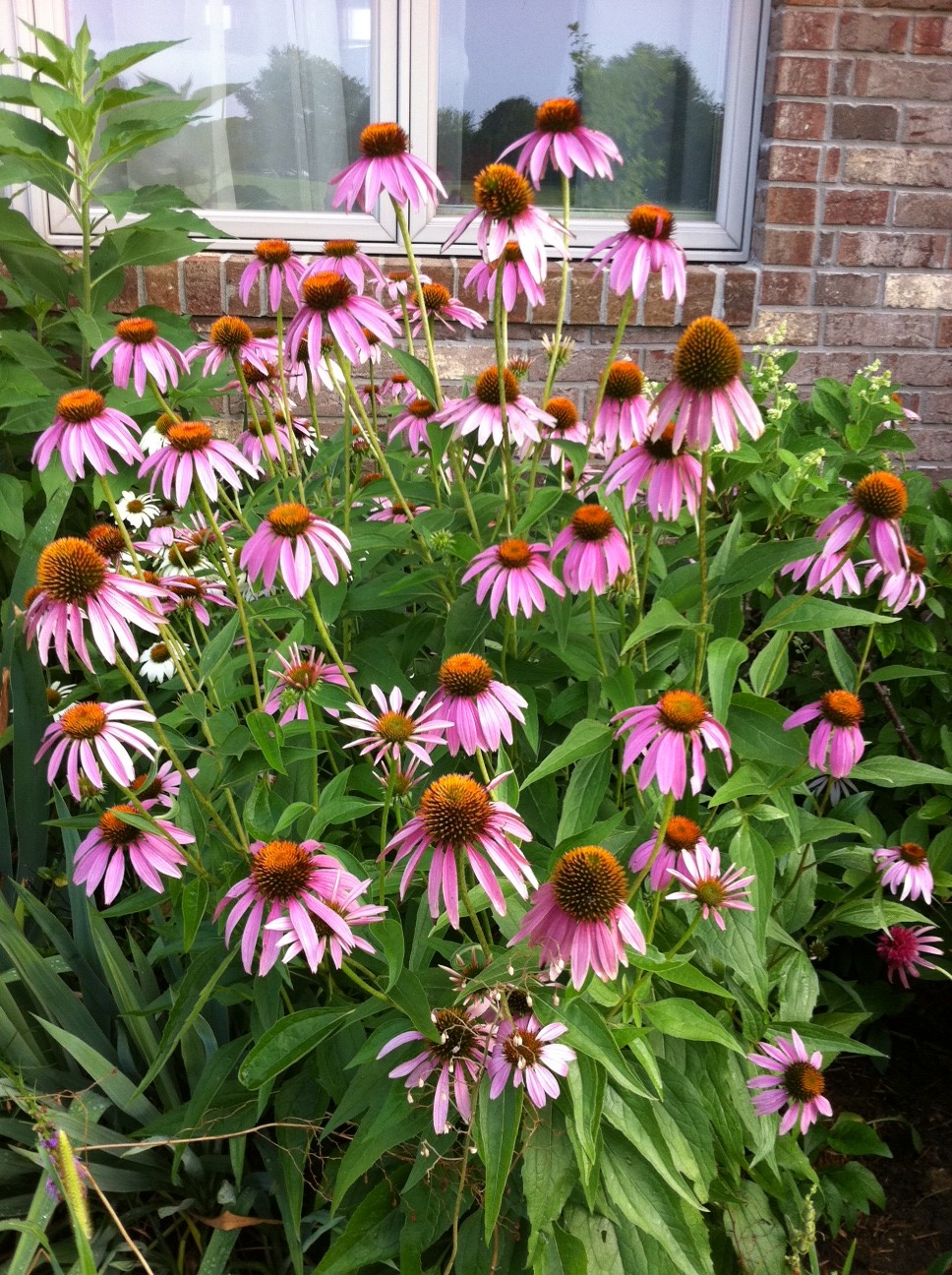 Best 30 Bright Colorful Flowers for Your Garden 74 Coneflowers. 1 Best 30 Bright Colorful Flowers for Your Garden - 74
