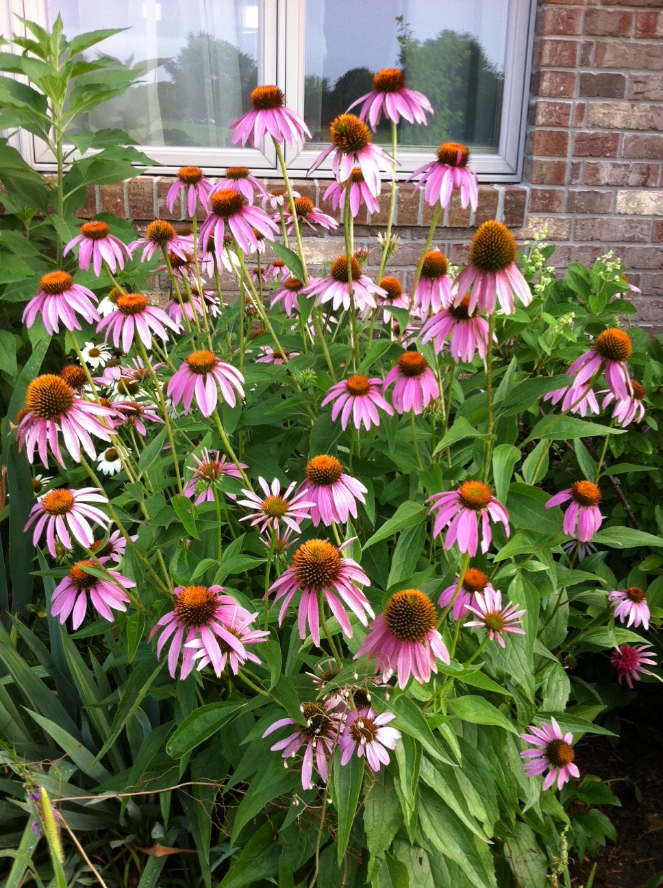 Coneflowers. 1 Best 30 Bright Colorful Flowers for Your Garden - 74