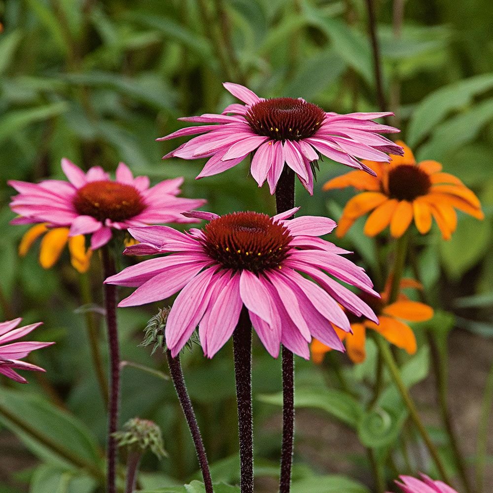 Coneflowers.. Top 10 Flowers that Bloom All Summer