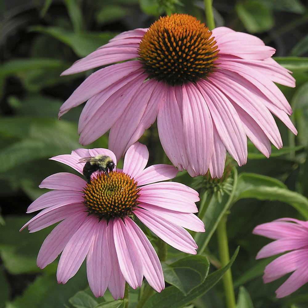 Coneflowers Top 10 Flowers that Bloom All Summer