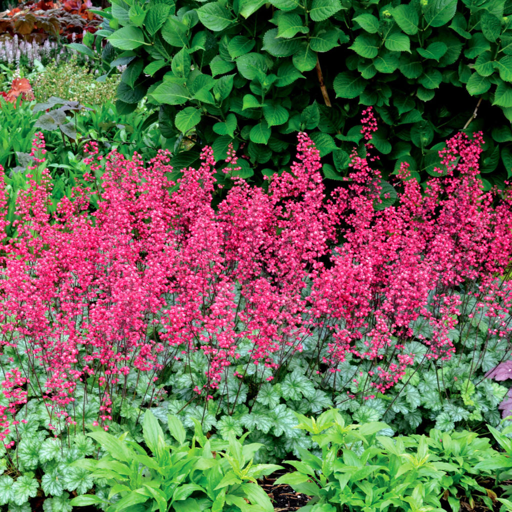 Coral Bells. Best 30 Bright Colorful Flowers for Your Garden - 9