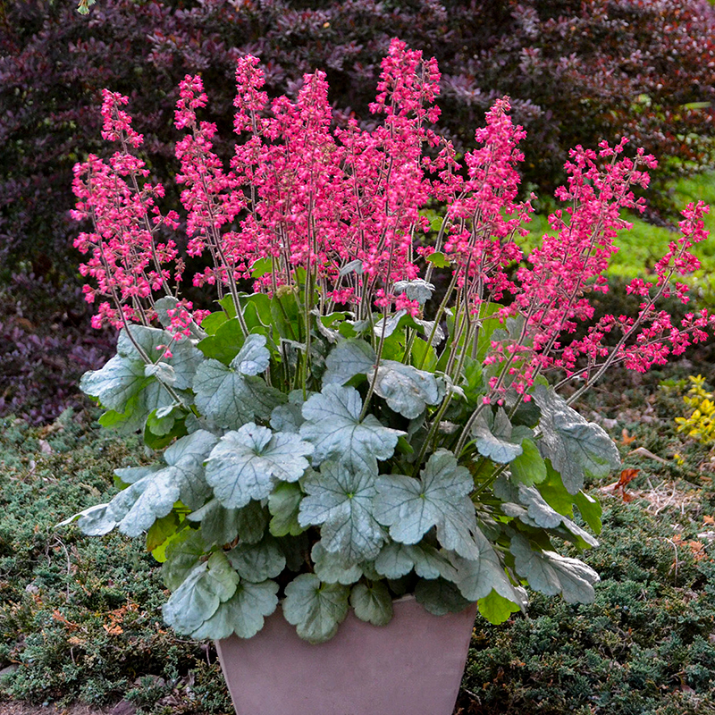 Coral Bells Best 30 Bright Colorful Flowers for Your Garden - 8