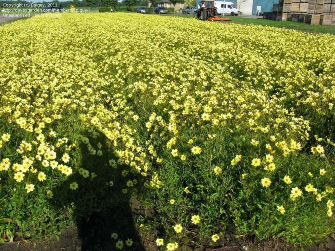 Top 10 Flowers that Bloom All Summer 21 Coreopsis ‘Full Moon 1 Top 10 Flowers that Bloom All Summer - 21