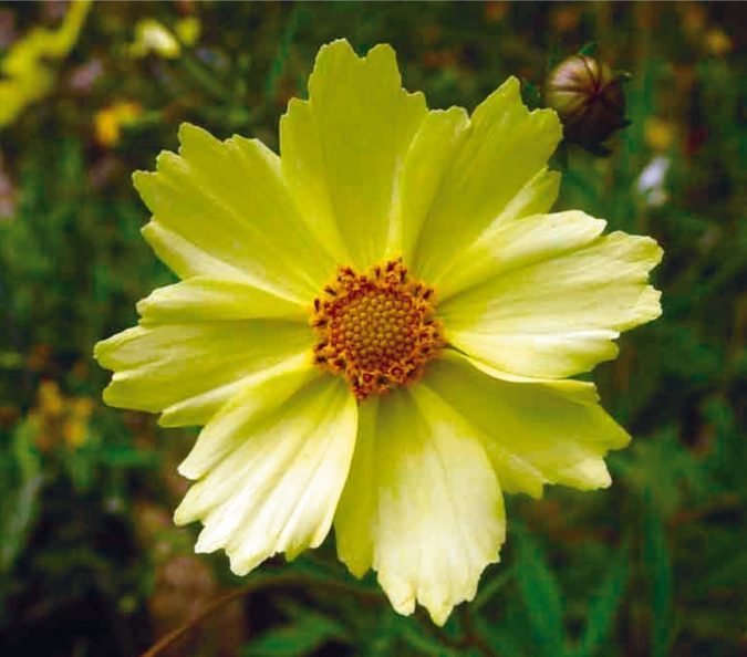 Top 10 Flowers that Bloom All Summer 19 Coreopsis ‘Full Moon. 1 Top 10 Flowers that Bloom All Summer - 19