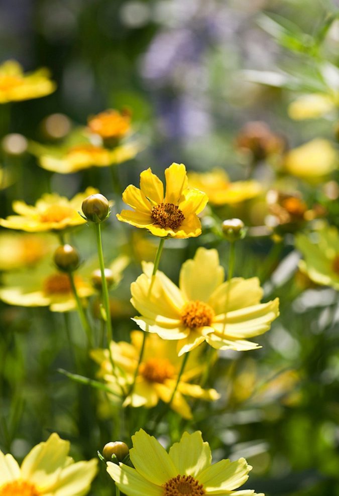 Top 10 Flowers that Bloom All Summer 20 Coreopsis ‘Full Moon. 2 Top 10 Flowers that Bloom All Summer - 20