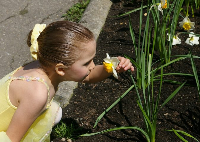 Daffodil 1 Best 30 Bright Colorful Flowers for Your Garden - 61