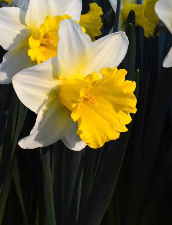Daffodil-675x882 Best 30 Bright Colorful Flowers for Your Garden