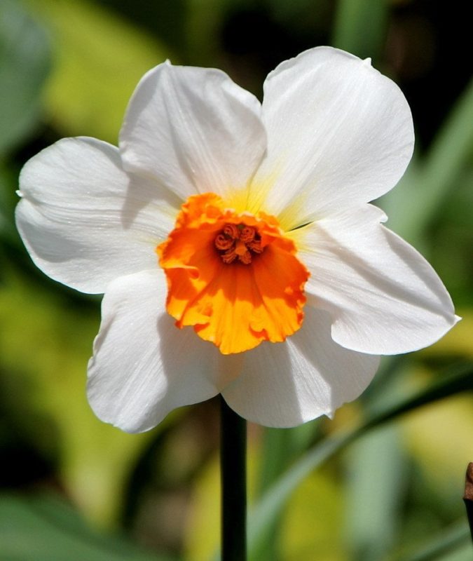 Daffodil. 1 Best 30 Bright Colorful Flowers for Your Garden - 58