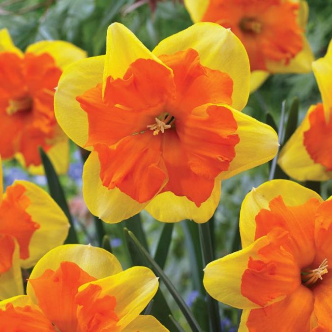 Daffodil.. Best 30 Bright Colorful Flowers for Your Garden - 60