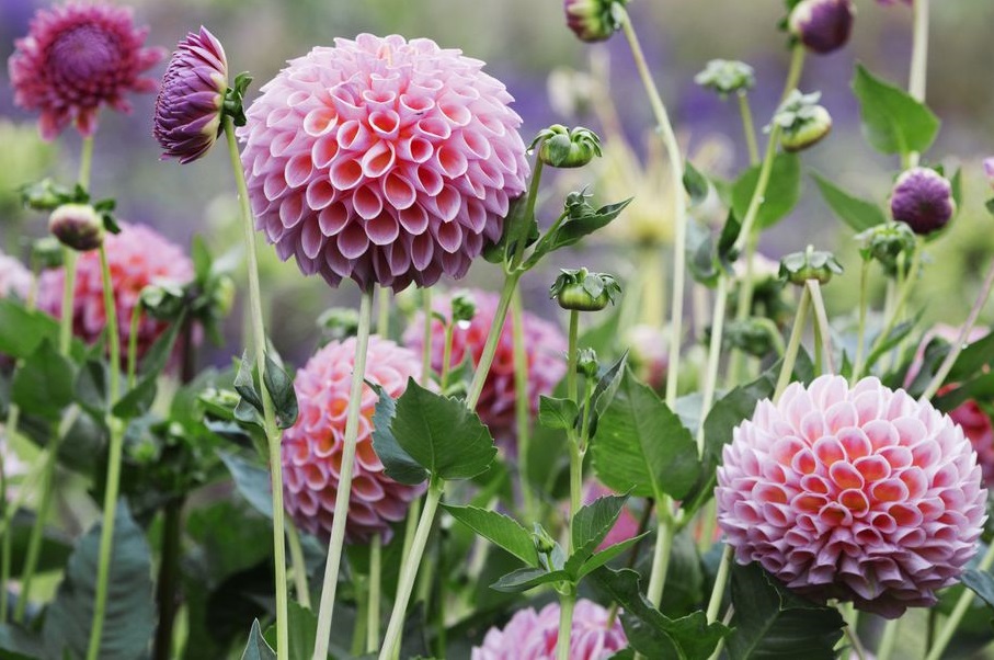 Dahlia Best 30 Bright Colorful Flowers for Your Garden