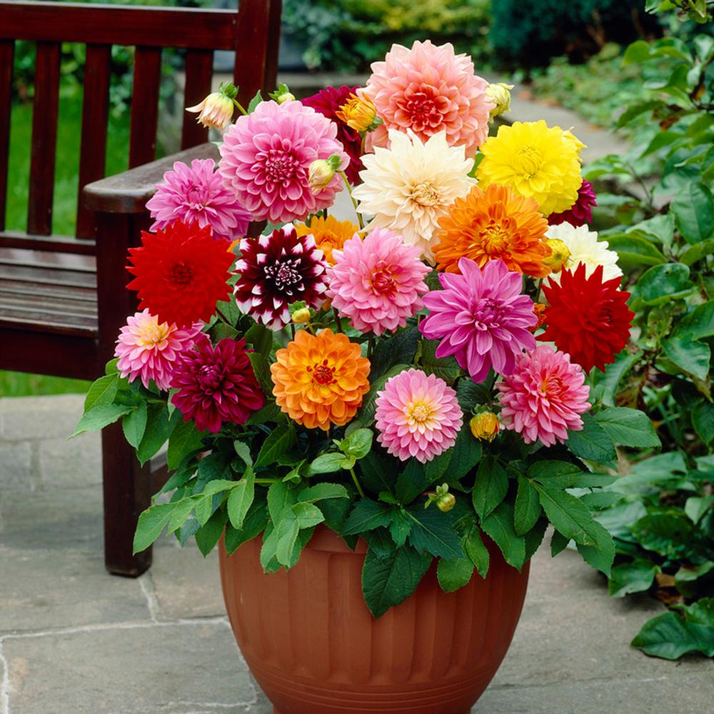 Dahlias-1 Best 30 Bright Colorful Flowers for Your Garden