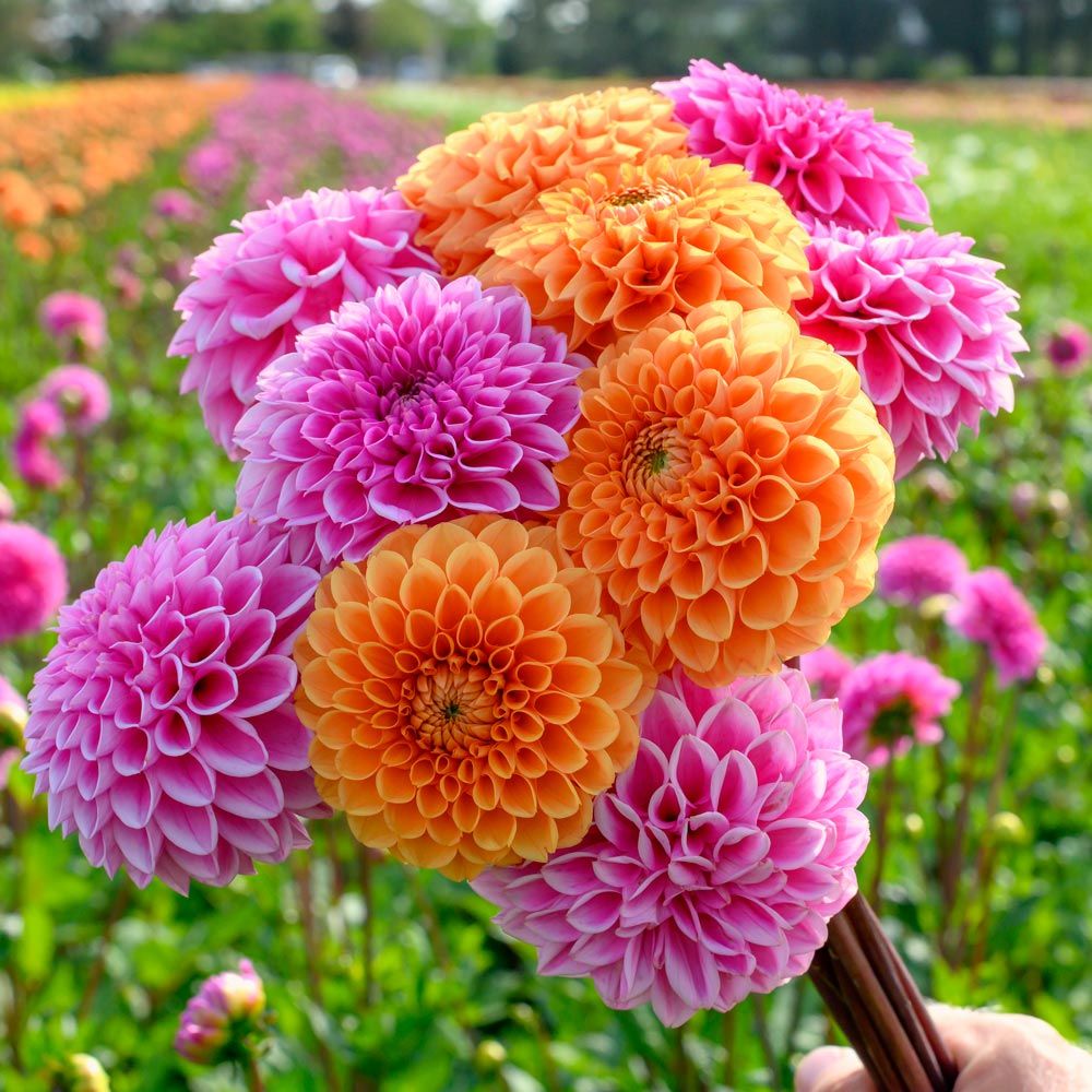 Best 30 Bright Colorful Flowers for Your Garden 36 Dahlias Best 30 Bright Colorful Flowers for Your Garden - 36