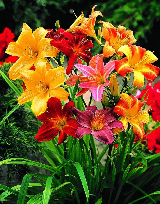 Daylily 3 Best 30 Bright Colorful Flowers for Your Garden - 64