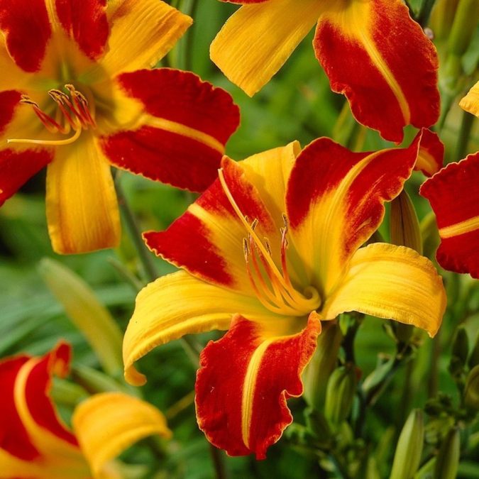 Best 30 Bright Colorful Flowers for Your Garden 63 Daylily 4 Best 30 Bright Colorful Flowers for Your Garden - 63