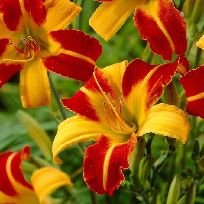 Daylily 4 Best 30 Bright Colorful Flowers for Your Garden - 63