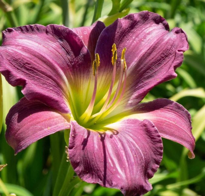 Daylily. 1 Best 30 Bright Colorful Flowers for Your Garden - 62