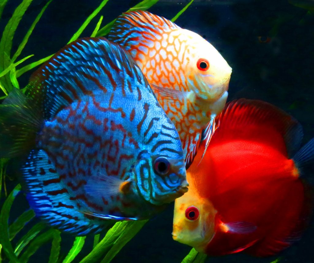 Discus-1024x858 Top 10 Most Beautiful Colorful Fish Types
