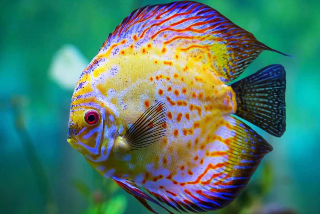 Discus. Top 10 Most Beautiful Colorful Fish Types - 12