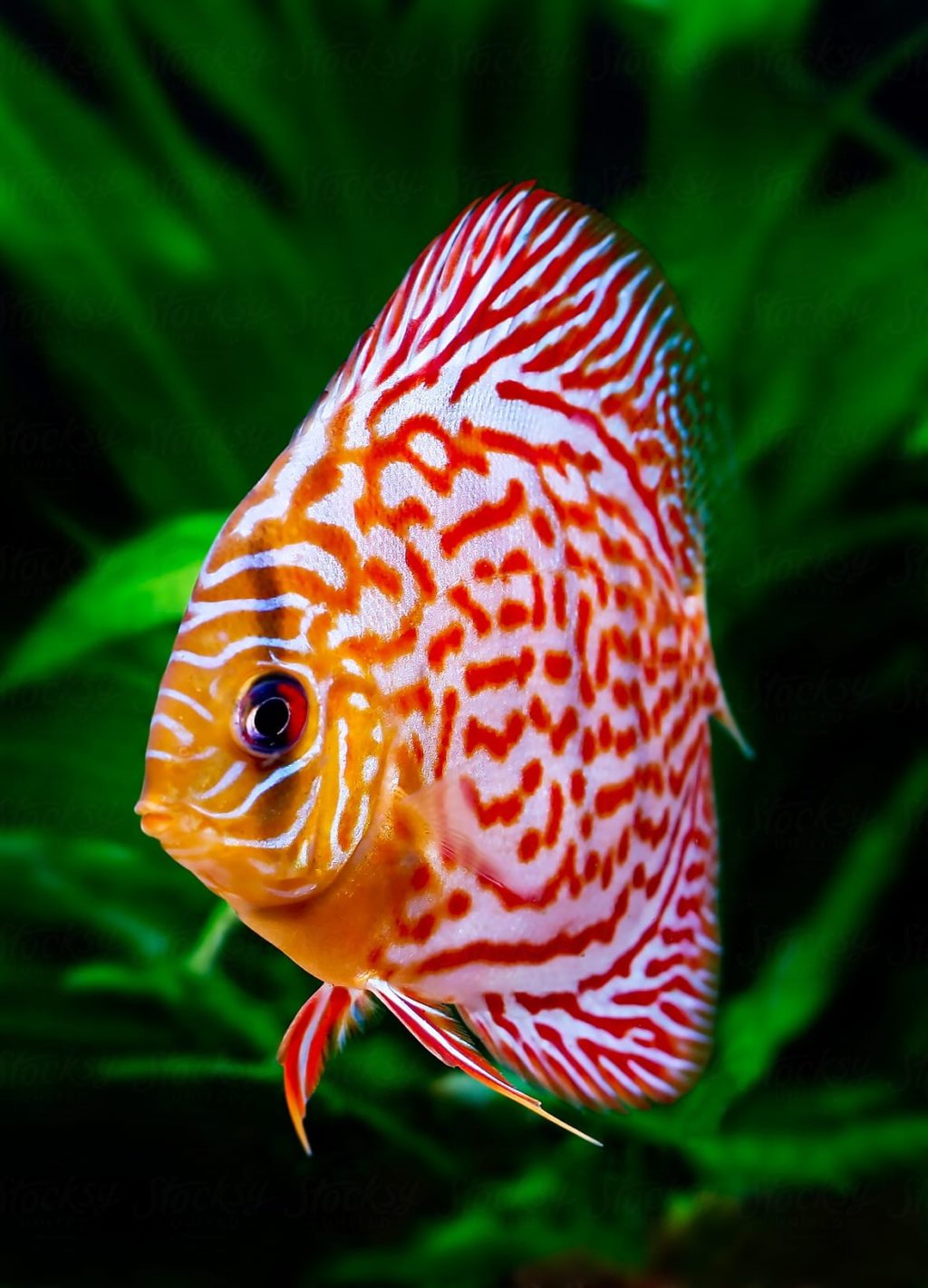Discus.-2-1024x1421 Top 10 Most Beautiful Colorful Fish Types