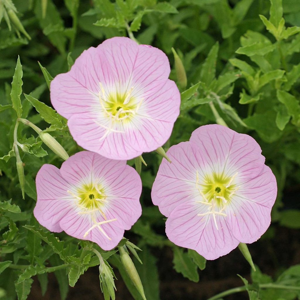 Best 30 Bright Colorful Flowers for Your Garden 78 Evening Primrose 2 Best 30 Bright Colorful Flowers for Your Garden - 78