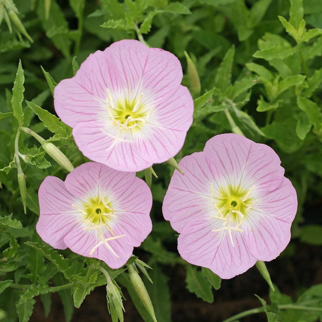 Evening Primrose 2 Best 30 Bright Colorful Flowers for Your Garden - 78