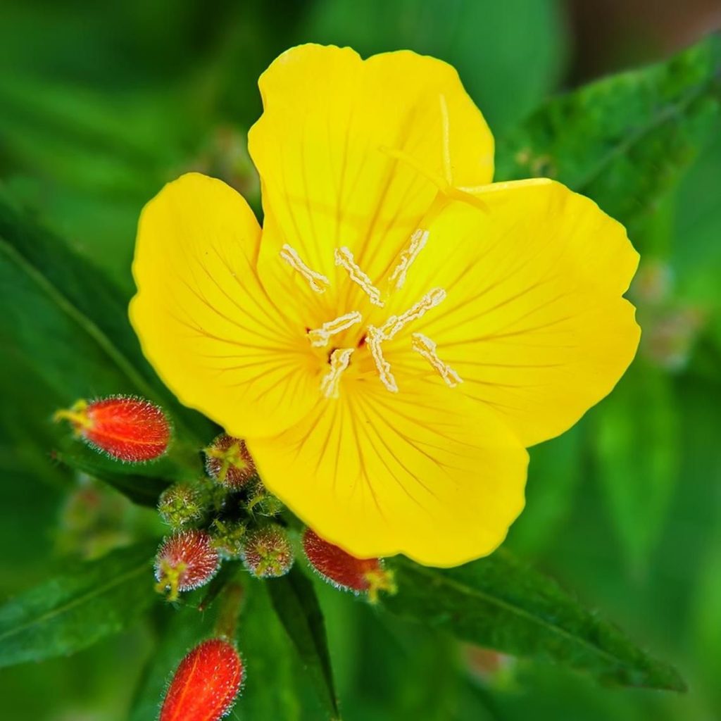 Evening-Primrose-4-1024x1024 Best 30 Bright Colorful Flowers for Your Garden