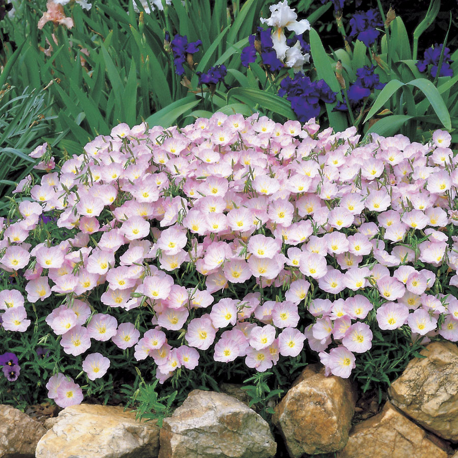 Evening-Primrose.-1 Best 30 Bright Colorful Flowers for Your Garden