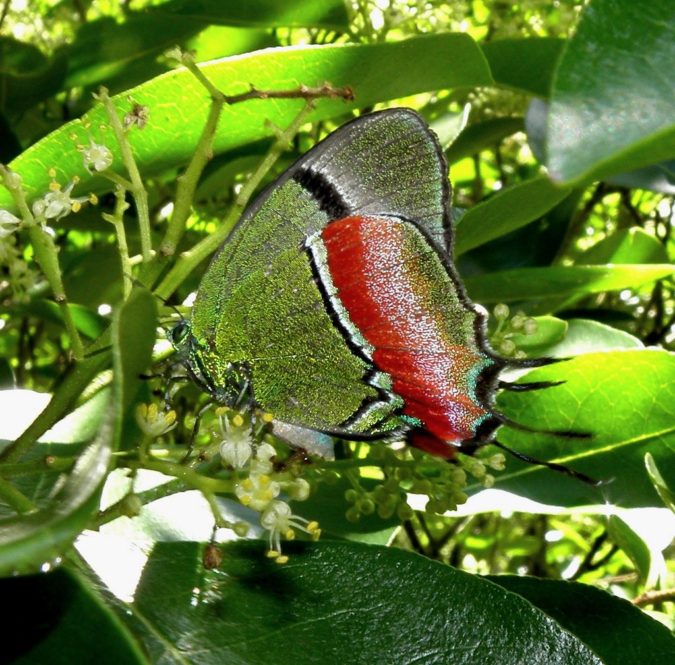 Crowned Hairstreak Beautiful Colorful Butterflies Species