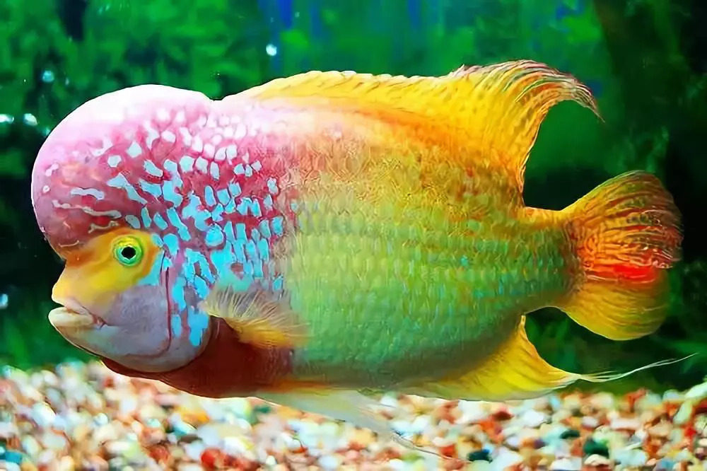 Flowerhorn cichlid e1597425707617 Top 10 Most Beautiful Colorful Fish Types - 6