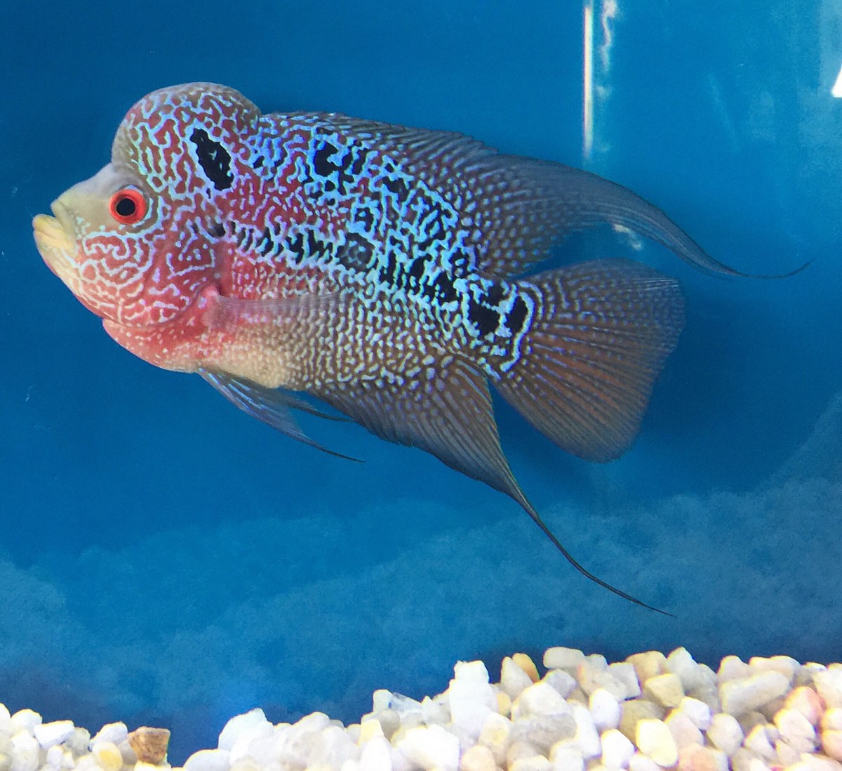 Flowerhorn-cichlid.-3 Top 10 Most Beautiful Colorful Fish Types
