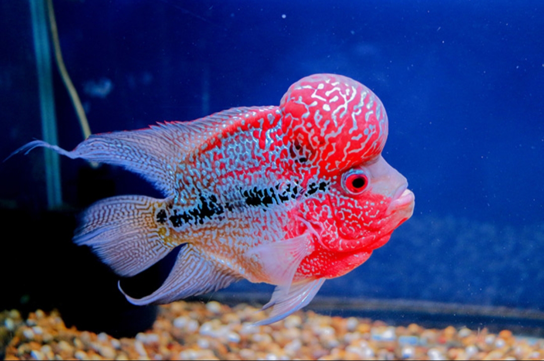 Flowerhorn cichlid Top 10 Most Beautiful Colorful Fish Types - 7